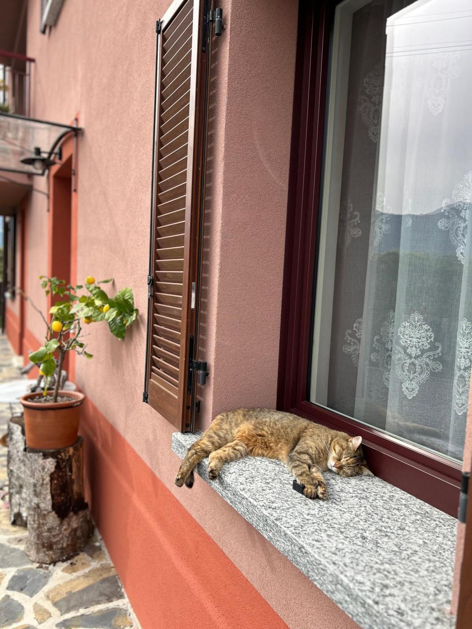 Il Mallo Verde - Lake Como B&B Mandello del Lario Exterior foto